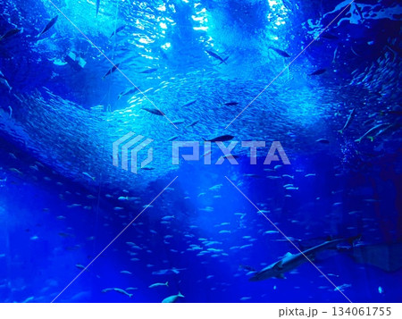 水槽の中の深い蒼と魚群 水槽の中の深い蒼と魚群 134061755