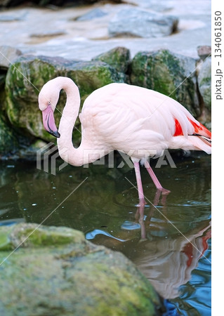 フラミンゴ 134061850