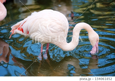 フラミンゴ 134061852