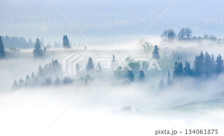 Misty landscape with rolling hills and dense pine forests. Soft morning fog envelops trees, creating dreamy and ethereal scene. In the distance, houses and trees emerge from mist. Misty landscape with rolling hills and dense pine forests. Soft morning fog envelops trees, creating dreamy and ethereal scene. In the distance, houses and trees emerge from mist. 134061875