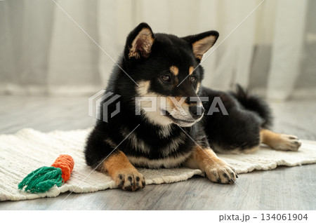 A cute black Shiba Inu puppy lies on a white rug with a toy carrot on a wooden floor. 134061904