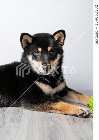 A black and tan Shiba Inu dog lies on a wooden floor with a green ball on a light gray background. A black and tan Shiba Inu dog lies on a wooden floor with a green ball on a light gray background. 134061932