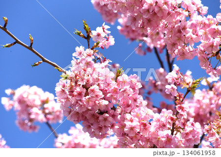 河津桜 河津桜 134061958