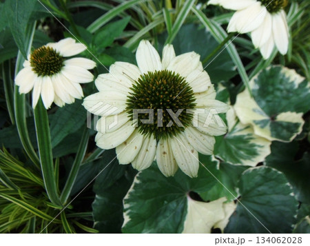 白いエキナセアの花 白いエキナセアの花 134062028