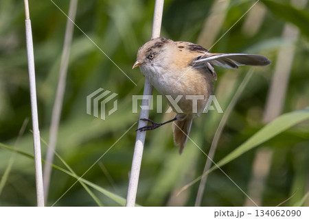 Juvenile bearded reedling perched on reed stem in Lelystad, Flevoland, Netherlands at Marker Wadden 134062090