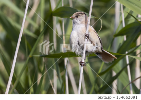 Juvenile bearded reedling on a reed stem at Marker Wadden in Lelystad, Flevoland, Netherlands during summer Juvenile bearded reedling on a reed stem at Marker Wadden in Lelystad, Flevoland, Netherlands during summer 134062091