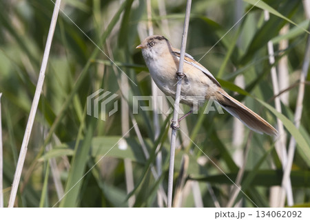 Juvenile bearded reedling on reed stem at Marker Wadden in Lelystad, Flevoland, Netherlands during sunny weather Juvenile bearded reedling on reed stem at Marker Wadden in Lelystad, Flevoland, Netherlands during sunny weather 134062092