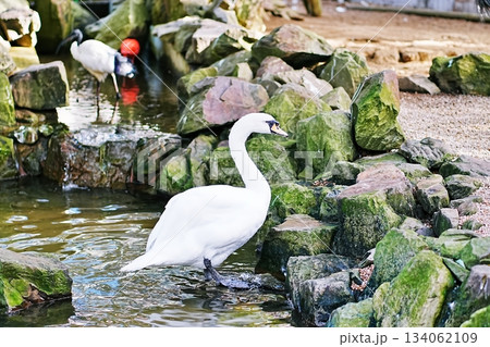 フラミンゴ フラミンゴ 134062109