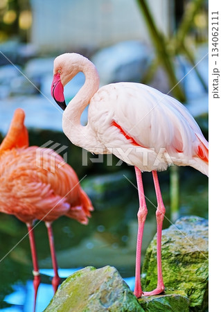 フラミンゴ フラミンゴ 134062111