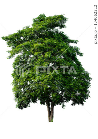 Bonsai tree, green leaves, isolated on a white background Natural objects Bonsai tree, green leaves, isolated on a white background Natural objects 134062212