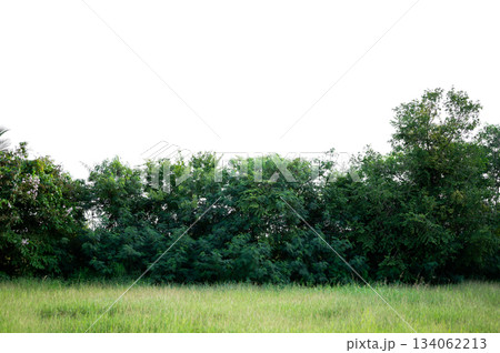 Bonsai tree, green leaves, isolated on a white background Natural objects 134062213