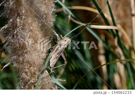 ツチイナゴ 134062233