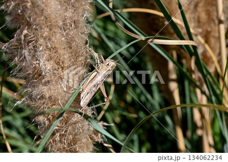 ツチイナゴ 134062234