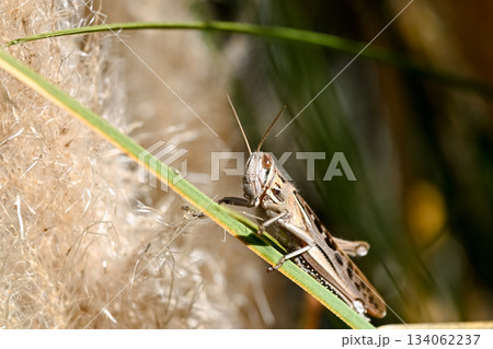 ツチイナゴ 134062237
