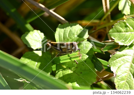 ツチイナゴ 134062239