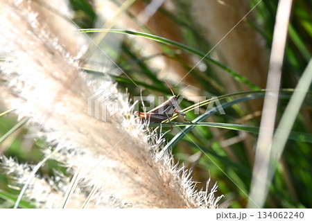 ツチイナゴ 134062240