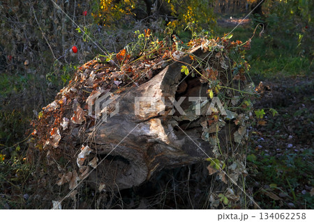 ロマンチック茨城（人の手で倒された切り株が自然の力によって芸術に生まれ変わった。）小貝川ふれあい公園 134062258
