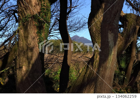 ロマンチック茨城（自然の風雨にさらされて魅力ある姿を見せる木々の向こうに筑波山。）小貝川ふれあい公園 134062259