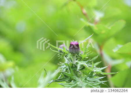咲きそうなノアザミの蕾 134062264