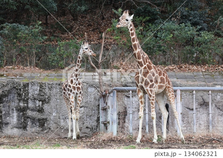 東山動植物園 134062321