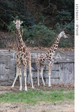 東山動植物園 134062323