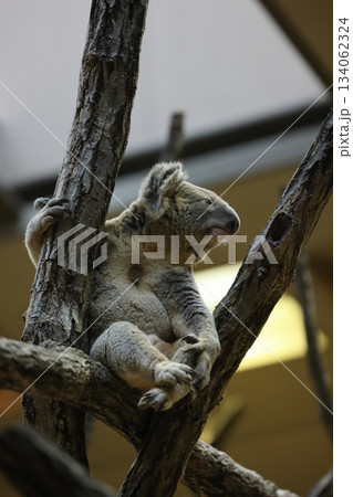 東山動植物園 134062324