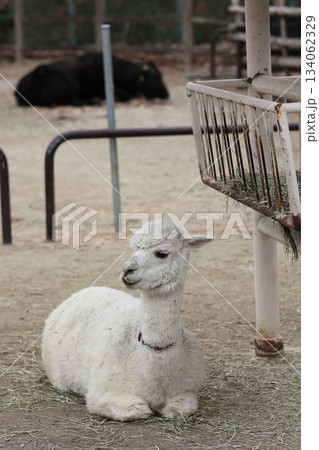 東山動植物園 東山動植物園 134062329
