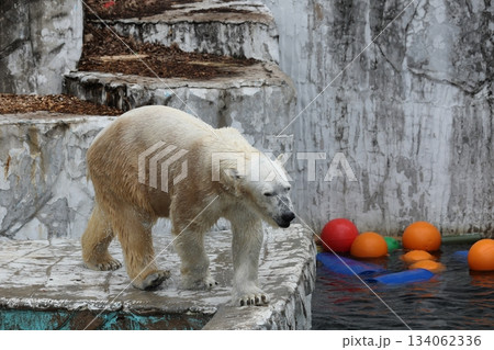 東山動植物園 134062336