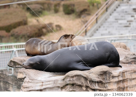 東山動植物園 134062339