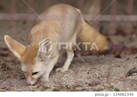 東山動植物園 134062340