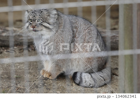東山動植物園 134062341