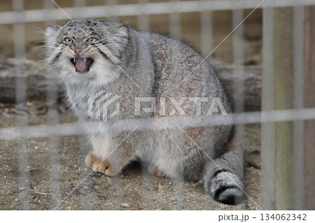 東山動植物園 134062342