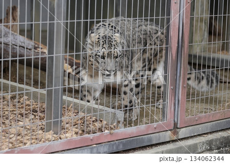 東山動植物園 134062344