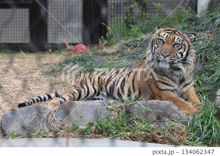 東山動植物園 東山動植物園 134062347