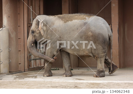 東山動植物園 東山動植物園 134062348