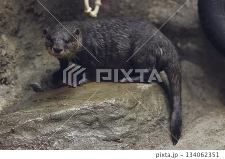 東山動植物園 134062351