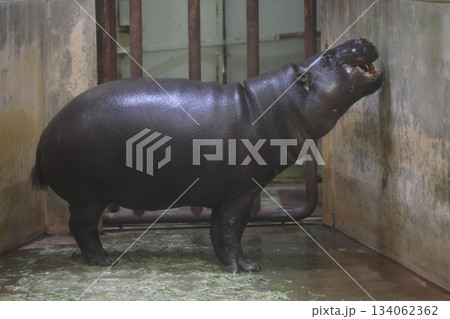 東山動植物園 134062362