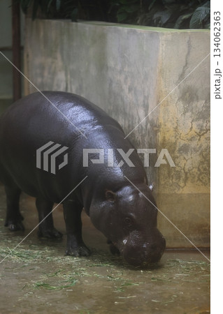 東山動植物園 東山動植物園 134062363
