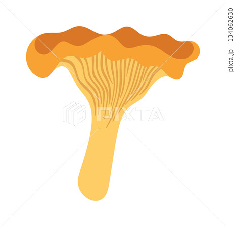 Cute chanterelle mushroom design element Cute chanterelle mushroom design element 134062630
