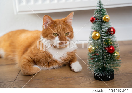 A beautiful ginger domestic cat sits near a small decorative Christmas tree. Concept of Christmas, New Year, and a festive atmosphere. A beautiful ginger domestic cat sits near a small decorative Christmas tree. Concept of Christmas, New Year, and a festive atmosphere. 134062802