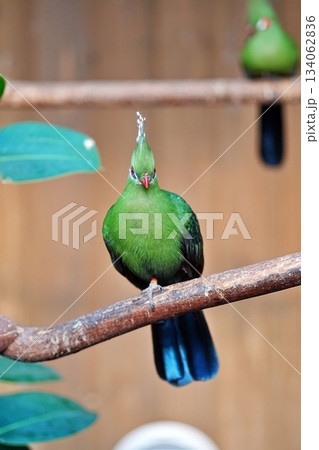 ギニアエボシドリ ギニアエボシドリ 134062836