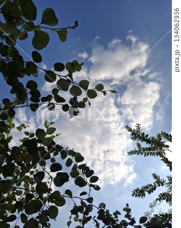 Silhouetted branches and leaves against a bright blue sky with fluffy white clouds, viewed from below 134062936