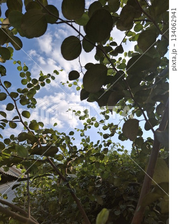 Sunlight filters through green leaves towards a cloudy blue sky 134062941