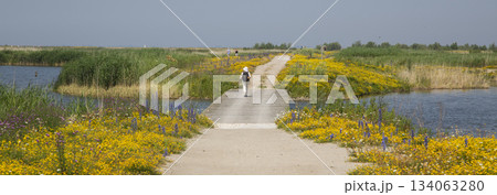 Walking on the path at Marker Wadden with flowers and water in the Netherlands during a sunny day Walking on the path at Marker Wadden with flowers and water in the Netherlands during a sunny day 134063280