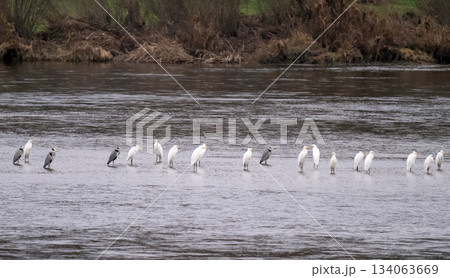herons on the river herons on the river 134063669