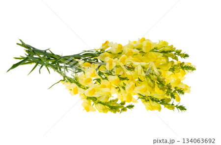 A bouquet of snapdragon flowers isolated A bouquet of snapdragon flowers isolated 134063692