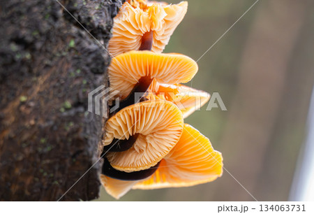 Winter honey mushrooms growing Winter honey mushrooms growing 134063731