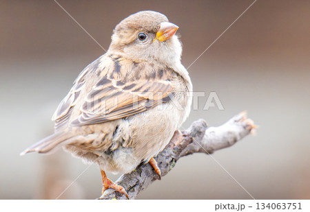 photo of a sparrow outdoors 134063751