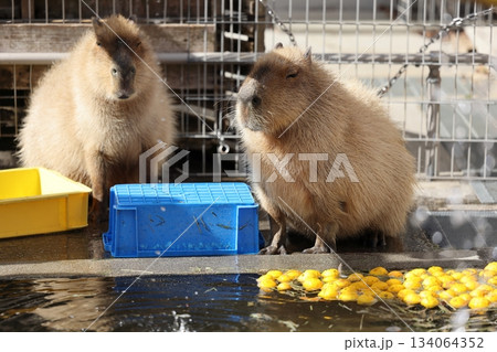 のんほいパーク 134064352