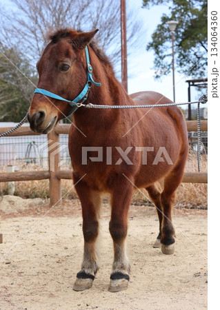 のんほいパーク 134064360